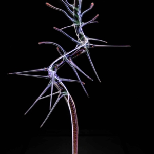 hallucigenia 25, 2025, h…100cm