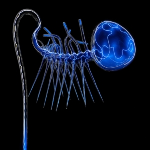 hallucigenia 26, 2026, h…90cm